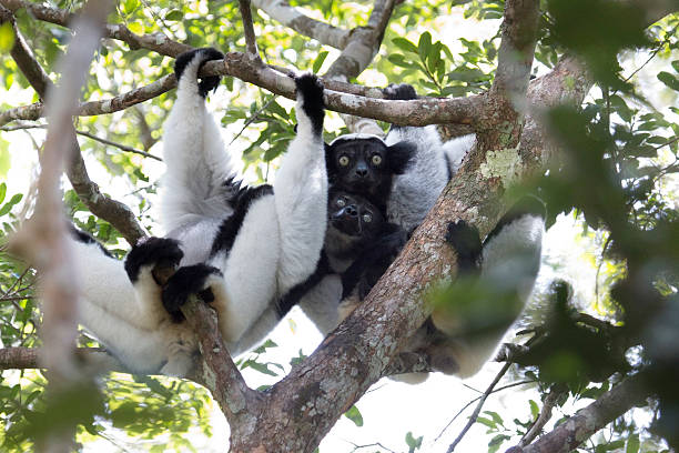 Eating leaves and vocalizing, a critically endangered black and white wild indri lemur perches in the rainforest canopy in Mantidia - Andasibe National Park, Madagascar.