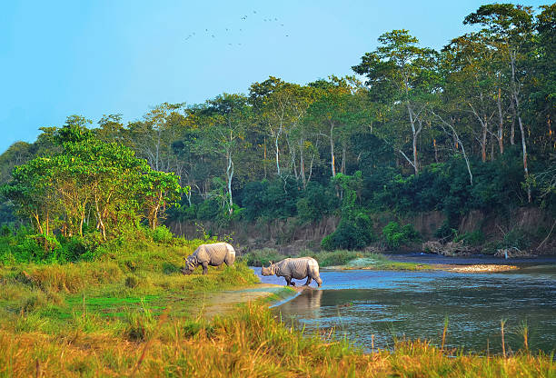 Wild landscape with asian rhinoceroses stock photo
