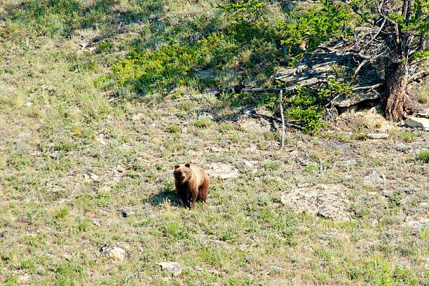 wild little Brown Bear, Ursus arctos, up the hill stock photo