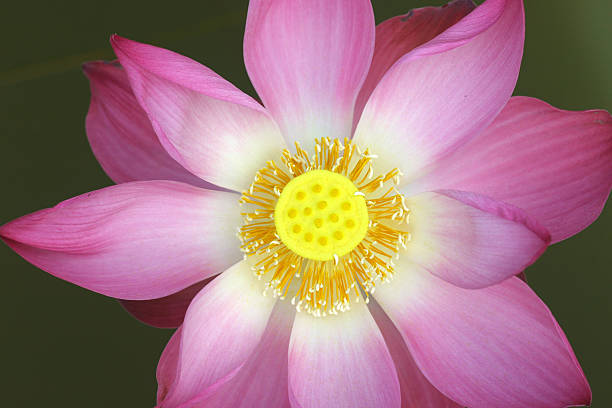 Wild Lotus from top view stock photo