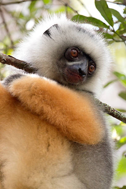 Looking downwards while hanging from a branch, a critically endangered wild Diademed sifaka gazes in the rainforest canopy in Mantidia - Andasibe National Park.