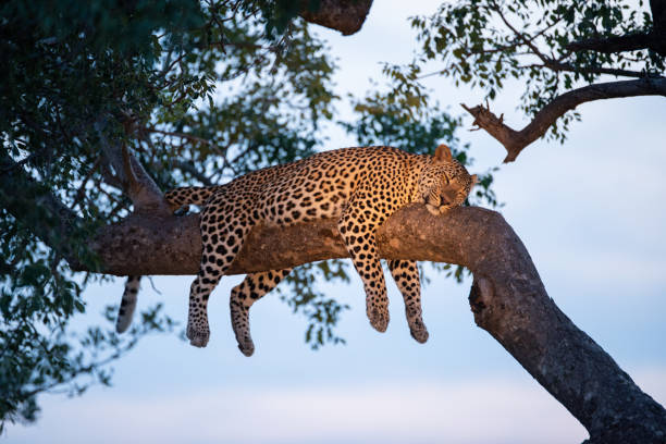 Wild Male Leopard in Tree stock photo