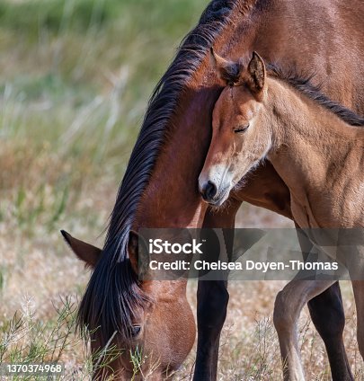 istock A wild mare and her foal in the desert 1370374968