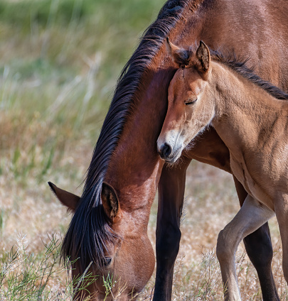 A wild horse mare and her foal in the desert of Nevada