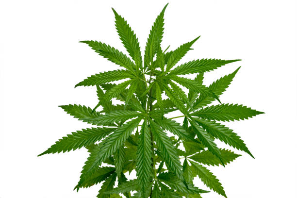 Wild marijuana plant isolated on the white backgroundv stock photo