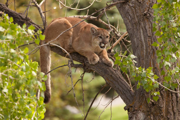 An inexperienced hunter caught out in the open and found himself stuck in a cottonwood tree with a human audience. Looking out from his perch, a young male mountain lion (Colorado Division of Wildlife Staff suggested a two year old) dangles his thick tail in the foothills of Morrison, Colorado.