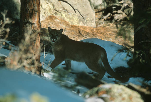 Prowling the shade, a mountain lion stalks Three Sisters Park in Evergreen, Colorado
