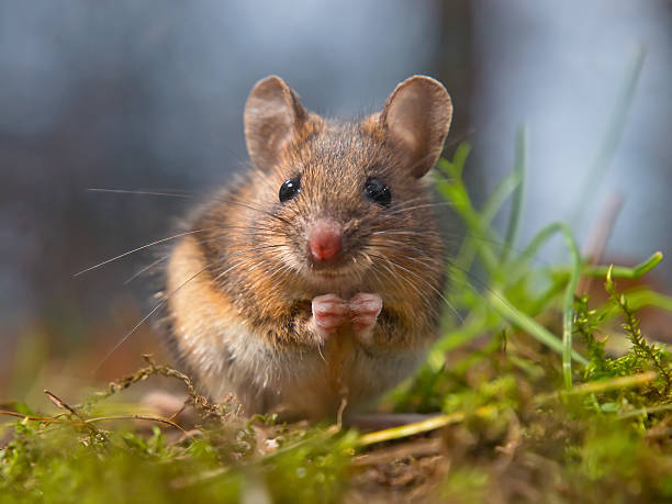 Wild mouse sitting on hind legs stock photo