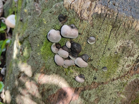 Wild plants, mushroom and algae growing on a tree bark