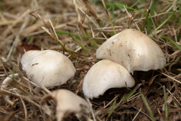 Wild Mushroom Fungi stock photo