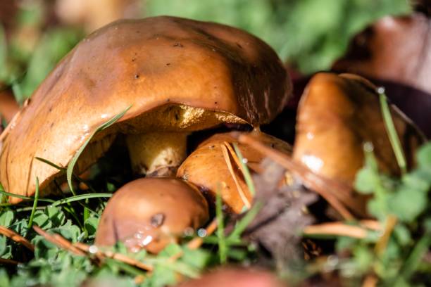 Wild mushroom Wild mushrooms growing near a city sidewalk michelle tresemer stock pictures, royalty-free photos & images