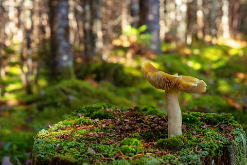 Close up of a wild mushroom growing from deep moss on the forest floor.