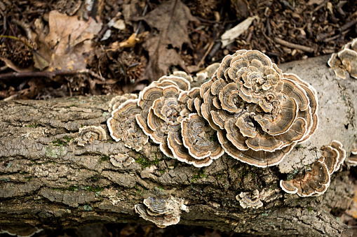 Mushrooms growing wild on a tree stump also known as “Parchment paper”. Image shot 5D Mark4, 100 ISO, EF 100mm f/2.8L Macro IS USM lens.
