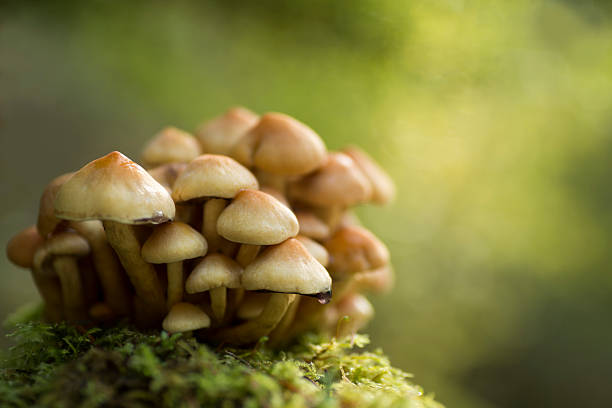 Wild mushrooms stock photo