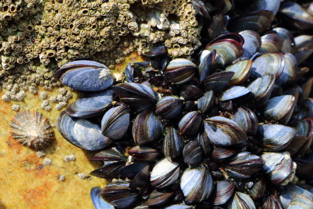 Wild mussels and barnacles on rocks stock photo