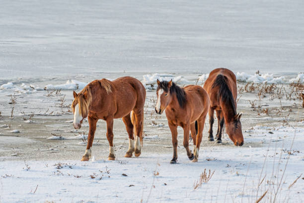 Wild Mustang Horses in the snow at Washoe Lake near Reno, Nevada. stock photo