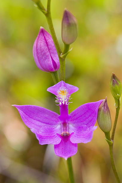 Wild Orchid – Grass Pink (Calopogon) stock photo