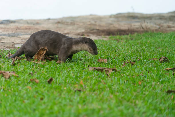 wilde otter im bay east garden, singapur - indische fischotter stock-fotos und bilder