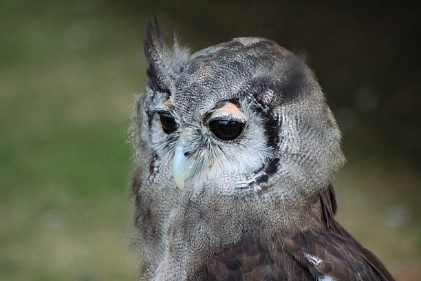 Wild Owl stock photo