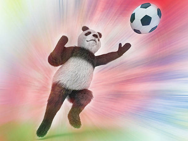 wild panda gardien rapid sauter essayer de prendre un ballon de football - panda foot photos et images de collection