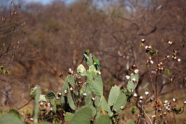 Wild Parrots in the Caatinga of Brazil Wild Parrots in the Caatinga of Brazil caatinga stock pictures, royalty-free photos & images