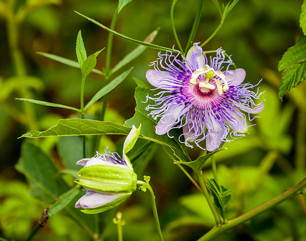 Wild Passion Flower "Maypop is undoubtedly the showiest of the native Passiflora species. It is an evergreen, flowering vine that climbs by tendrils. Its height and spread varies depending on the structure it climbs on. The flower is a spectacular pink and purple and generally reaches a width of 3 to 5 inches. Each unique flower lasts about one day, appearing in the summer and early fall. The flowers fill the plant, making maypop a fine flowering plant for most of Florida. The leaves have three lobes and smooth margins. Ovoid, green fruits are abundantly produced and can be found on the vine along with the flowers. Fruits are light weight and the flesh is spongy and white. They are attractive and edible (but not very tasty) and attain a diameter of 2 aA to 3 inches. Uses: Passionflower is used internally to treat nervous restlessness, sleep disorders, anxiety, neuralgia, irritability and overcoming the difficulty in falling asleep. The ripe passion fruits are eaten raw and can be made into jellies, jams, wines and fruit based drinks, while the flowers are made into syrup. Its narcotic properties cause it to be used in diarrhea and dysentery, neuralgia, sleeplessness and dysmenorrhea." passion flower stock pictures, royalty-free photos & images