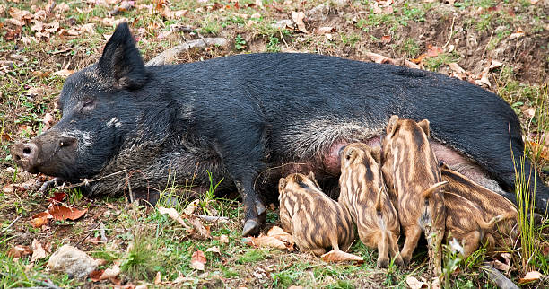 Wild Pig Feeding Her Piglets stock photo