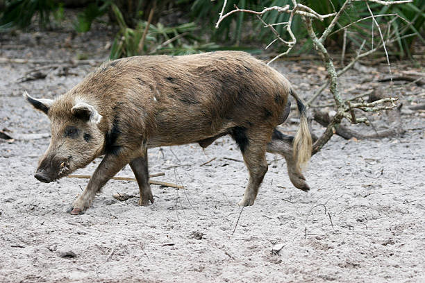 Wild pig walking over dirty sand with plants in background A Wild Pig in the sand of a south Florida scrub and palmetto woods. domestic pig stock pictures, royalty-free photos & images