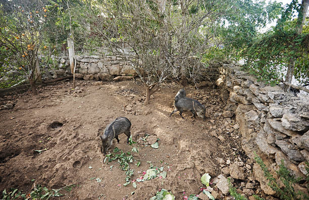 Wild pigs domesticated by mayan people, Mexico. stock photo
