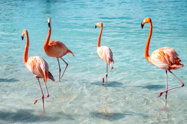 vilda rosa flamingos på en karibisk strand - aruba bildbanksfoton och bilder