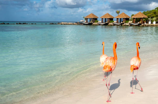 vilda rosa flamingos på arubas renaissance öar - aruba bildbanksfoton och bilder