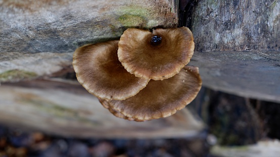 Wild Pleurotus ostreatus mushroom, the oyster mushroom, oyster fungus, or hiratake. grows naturally on dead wood, is a common edible mushroom.