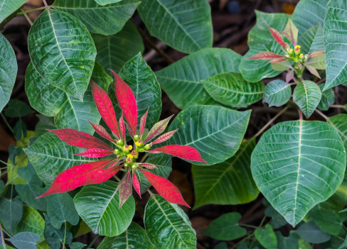 Wild red poinsettia flowers, Euphorbia pulcherrima, found growing in the native tropical forests of Guatemala and other Central American countries.