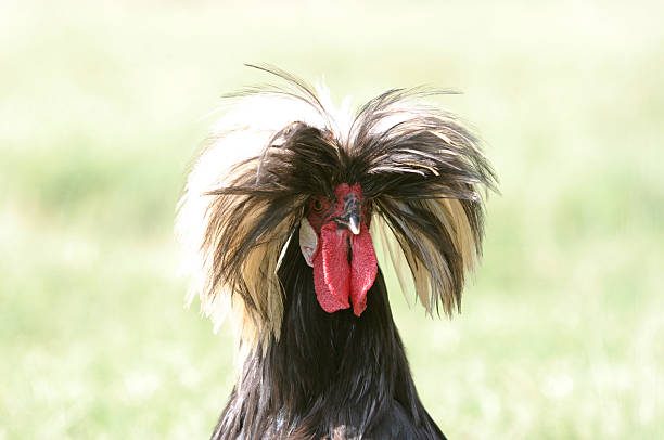wild polish rooster - redux bildbanksfoton och bilder