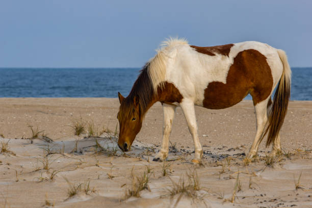 Wild ponies from Assateague Island stock photo