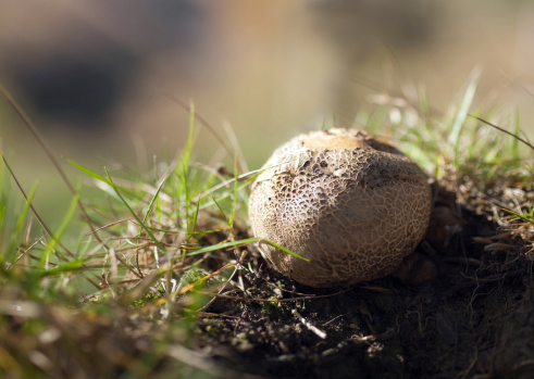A single wild puffball mushroom growing out of a decaying grassy mound in a British woodland. 