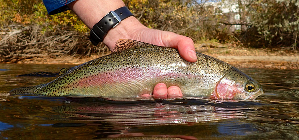Fly fishing for trout in downtown Boise, Idaho