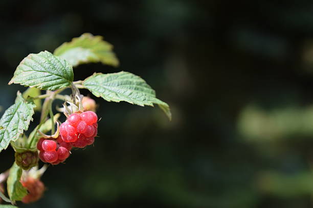 Wild raspberries in Scandinavian fir forest stock photo