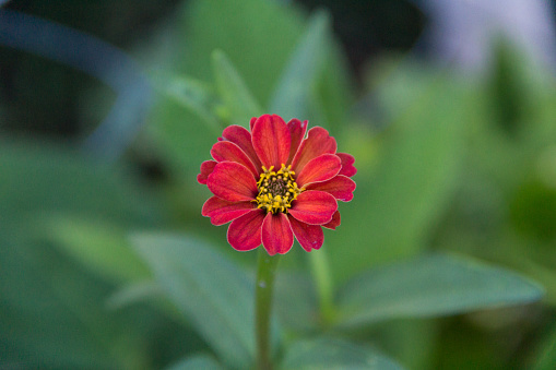 wild zinnia that grows in the mountain of the mountains