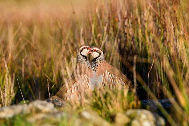 wild red-legged partridge in natural habitat of reeds and grasses on moorland in yorkshire, uk - grouse flying imagens e fotografias de stock