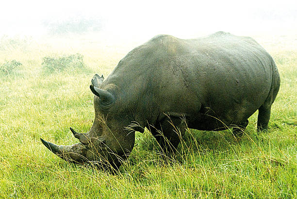 Wild rhino in South Africa stock photo