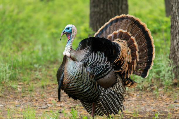 606 Wild Turkey Strutting Stock Photos, Pictures & Royalty-Free Images -  iStock