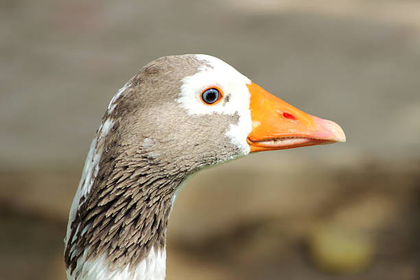 Wild Spanish Goose stock photo