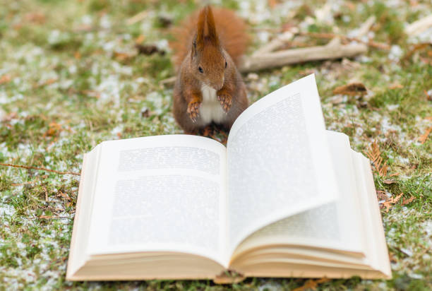 Photo of Wild squirrel reading a book outdoors