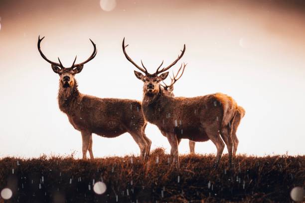Wild stag Wild stag in snow winter scene rutting stock pictures, royalty-free photos & images