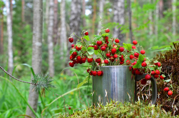Wild strawberry in the forest. Bouquet of fresh wild strawberries on a background of green leaves and trees in the wildlife stock photo