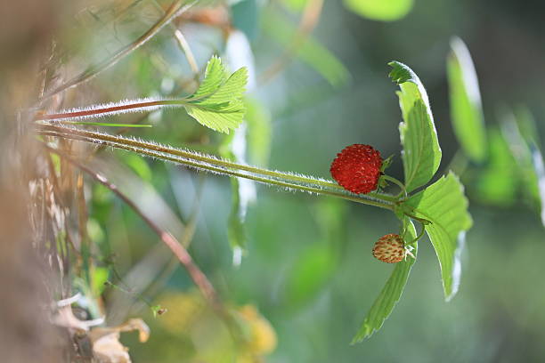 Wild Strawberry, Russia stock photo