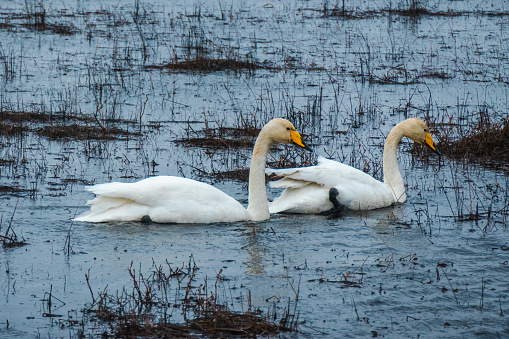 Cygnus cygnus; Whooper Swans are the only swans of Iceland.