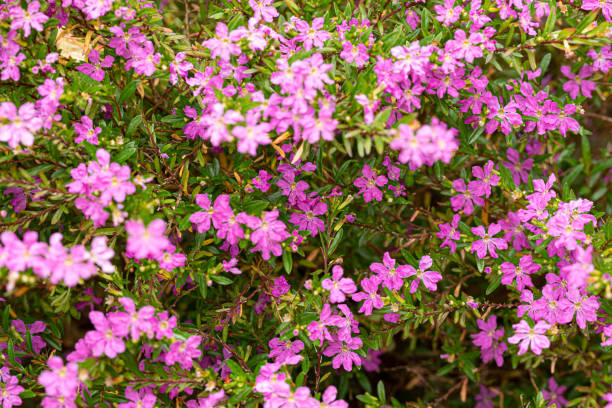Wild thyme in bloom stock photo