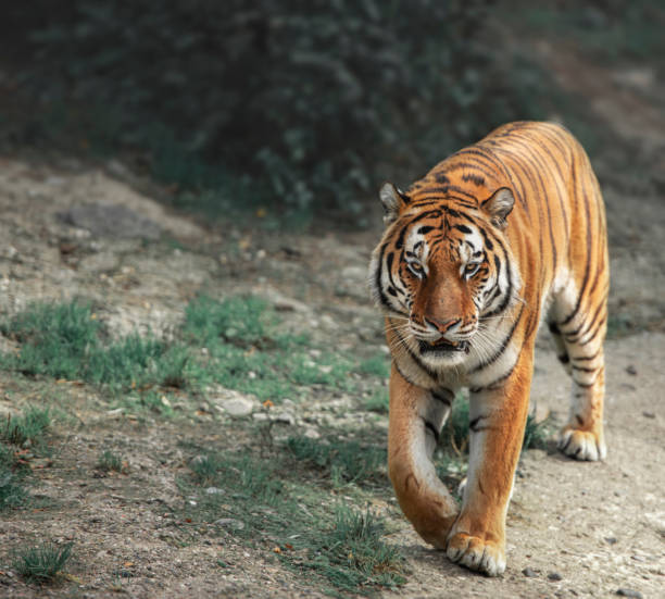 Wild tiger walks in the forest stock photo